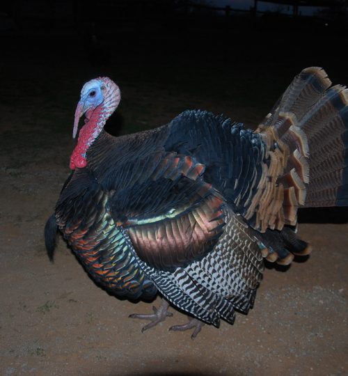 turkey dark